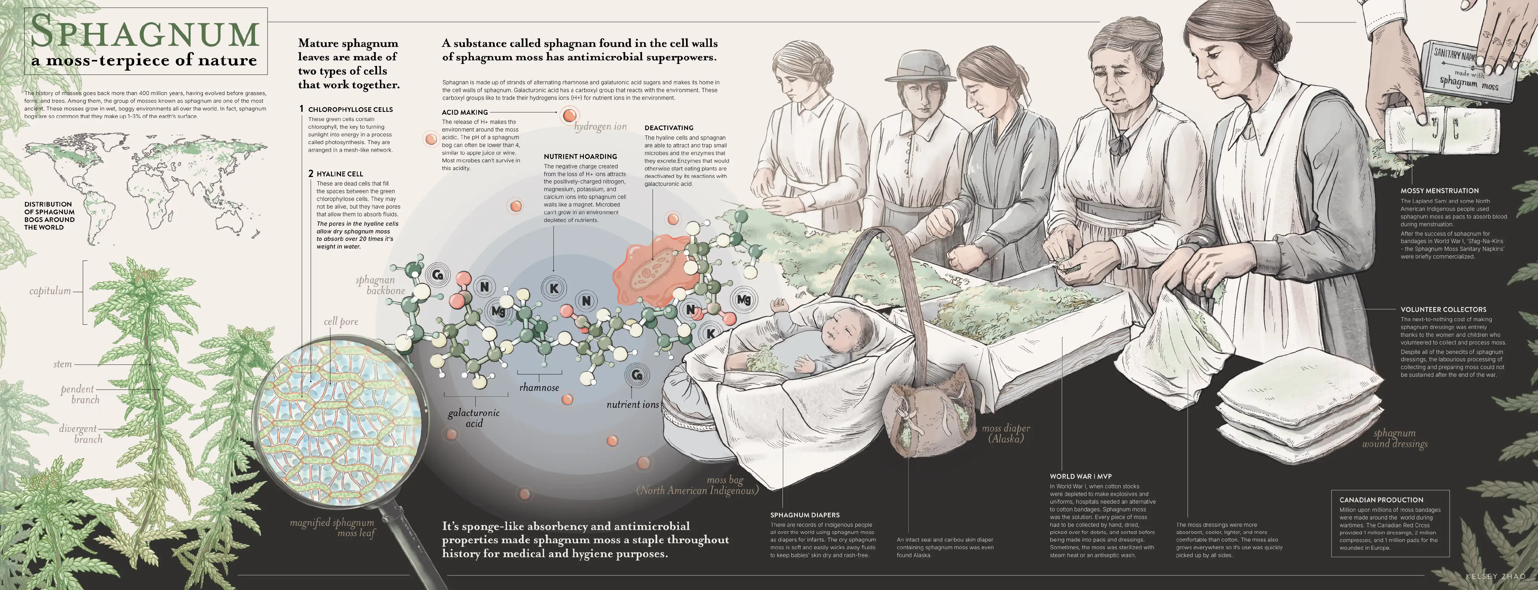 Sphagnum Moss Infographic