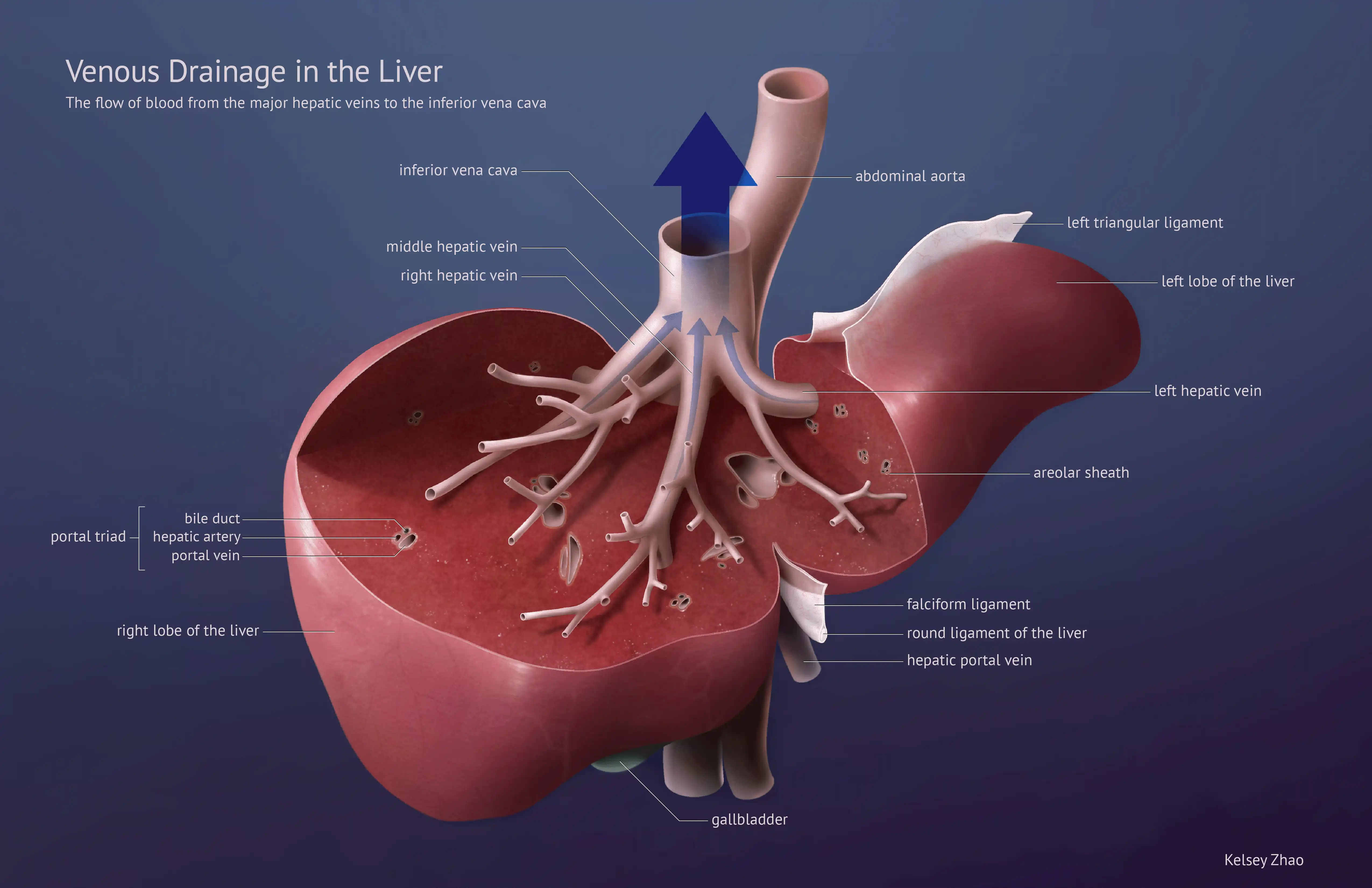 Venous Drainage in the Liver